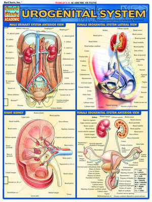 cover image of Urogenital System
